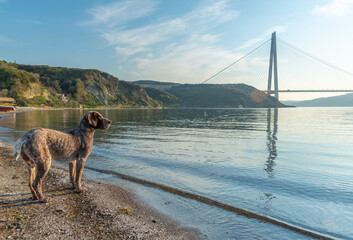 istanbul yavuz sultan selim bridge taken from the beach towards sunset people dogs with blue sea...