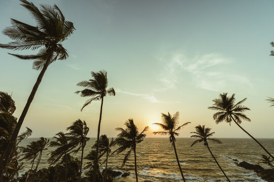 Palm Trees And Pastel Sunset