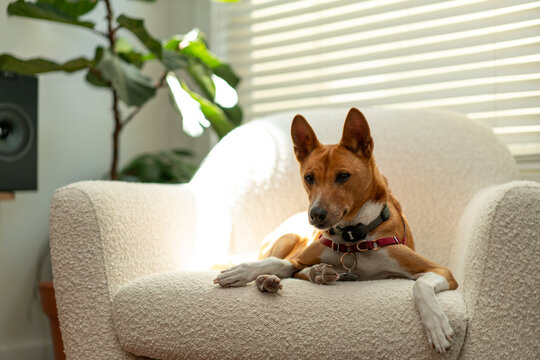 A red dog laying down on a red chair