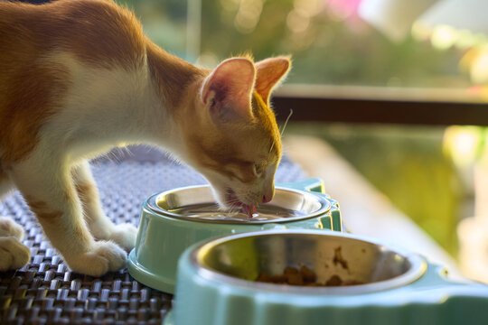 little ginger domestic kitten drinking water.
