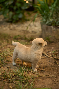  a puppy standing and looking off into the distance.
