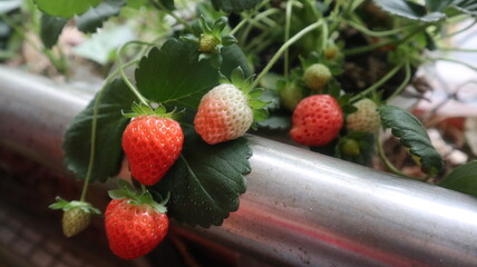 sweet and red fruits of strawberries and  design for the growth of sweet harvest season in winter