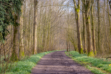 Late winter and early spring landscape, Nature soil pathway through the wood, Row of bare trees and green grass along walkway, Amsterdamse Bos (forest) A park in Amstelveen and Amsterdam, Netherlands.