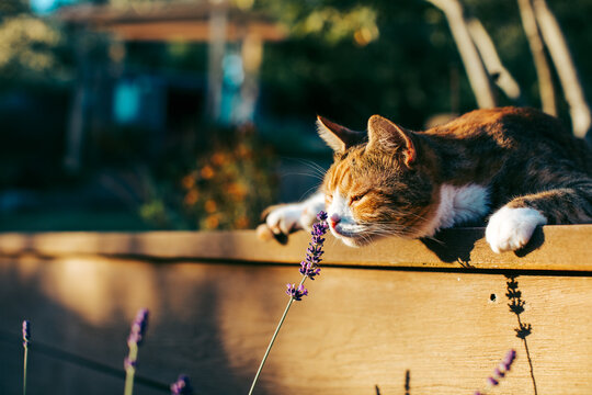 Ginger and white tabby cat smelling a lavender flower