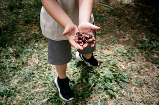 Boy's Open Hands Full of Fresh Black Mulberries.