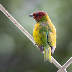 Tangara gyrola