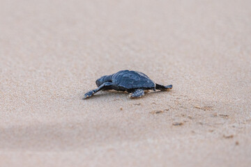 Olive Ridley Sea Turtle hatching on beach and struggling to the sea on Mirissa Beach, Sri Lanka