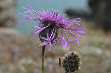 sea holly