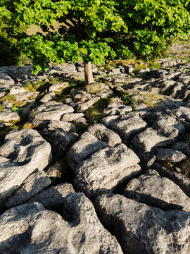 Detail of a tree and limestone pavement in Yorkshire