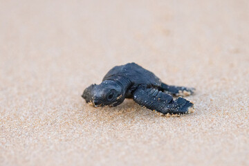 Olive Ridley Sea Turtle hatching on beach and struggling to the sea on Mirissa Beach, Sri Lanka