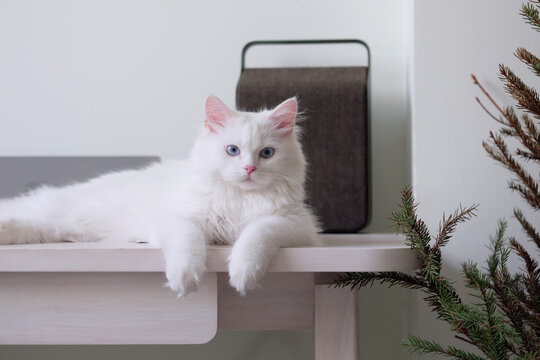 Fototapeta White Cat with the minimalism desk