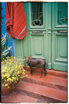 Peruvian Hairless Dog Welcoming at Colorful House Entrance, Lima, Peru