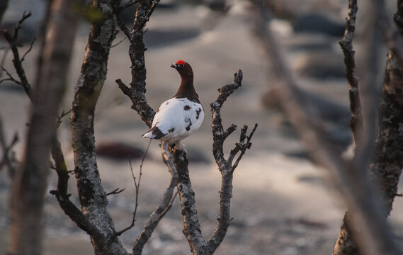 Willow ptarmigan bird  in early spring plumage