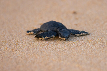 Olive Ridley Sea Turtle hatching on beach and struggling to the sea on Mirissa Beach, Sri Lanka