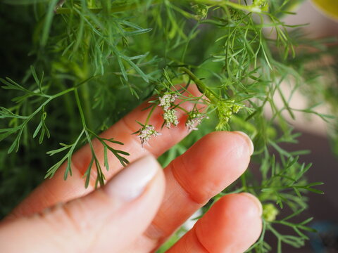 FLORES DE CILANTRO