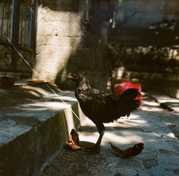Rooster outside tempel