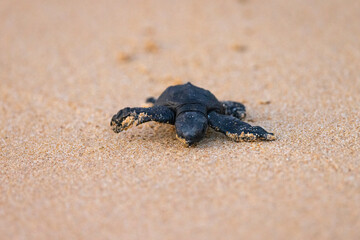Olive Ridley Sea Turtle hatching on beach and struggling to the sea on Mirissa Beach, Sri Lanka