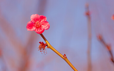 春の光に輝く赤い梅の花の鮮やかなコントラスト