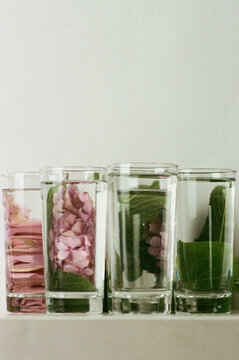 Hydrangea macrophylla behind glasses filled with water
