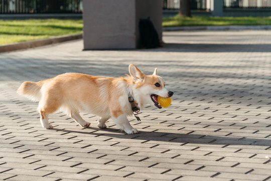 Cute dog with ball on walk.