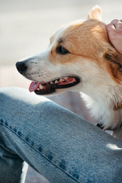 Portrait of favorite dog.