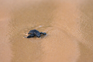 Olive Ridley Sea Turtle hatching on beach and struggling to the sea on Mirissa Beach, Sri Lanka