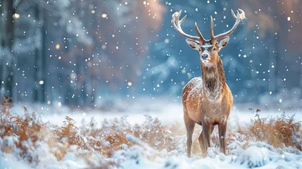 Zelfklevend Fotobehang noble deer male in snow forest winter landscape christmas background  © hisilly