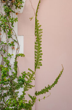 Vine and Pink