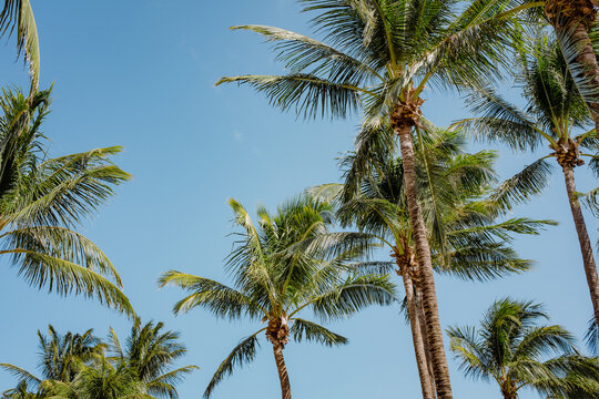 South Beach Palm Trees