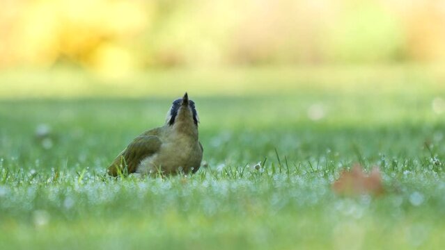 European green woodpecker eating ants on the grass in the morning (Picus viridis)