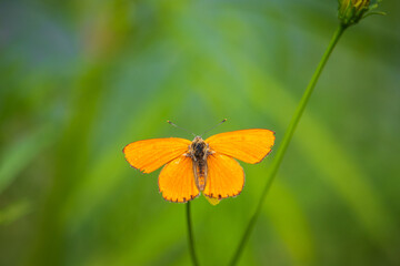 A male Large copper butterfly (Lycaena dispar) on a wild flower.