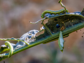 Macro photography of clouded yellow butterfly caterpillars, eating a kale plant, in a farm near the colonial town of Villa de Leyva, in central Colombia.