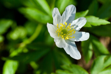 Close-up of flowering white wood anemone with beautiful yellow stamen and pistils in spring.
