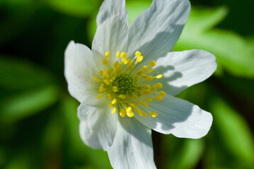Close-up of flowering white wood anemone with beautiful yellow stamen and pistils in spring.