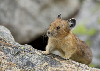 Naklejka na ściany i meble American Pika is cute as can be as she poses on a rock in classic mountain habitat - Pikas are rabbit-like mammals that live in talus and scree slides at high elevation in western North America 