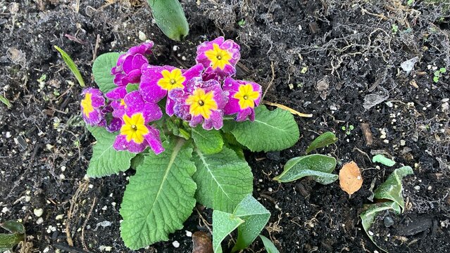 Winter Frost on Primrose flowers