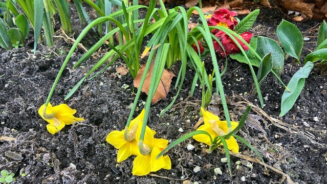 Daffodils drooping, narcissus, lent lily, tete a tete, jonquil
