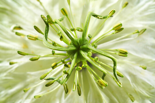 Macro view of flower love-in-a-mist in full bloom