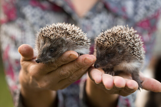 woman hands with hedgehogs 
