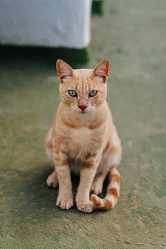 Ginger tabby stray cat looking at camera