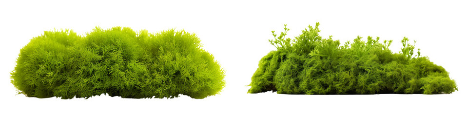 Fototapeta premium Green Moss Isolated on transparent background, (PNG).