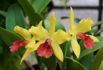 Close up of the stunning yellow and red flowers of Cattlianthe Gold Digger 'Orchid Jungle'