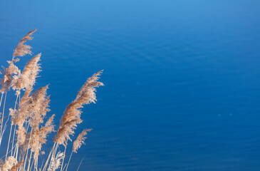 Tranquil background of golden reed heads against dark blue water surface of Lake Ontario