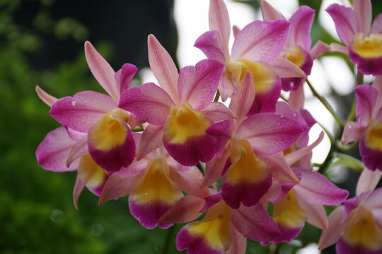 Beautiful pink and yellow of Guaricattonia Renate S W orchids at full bloom