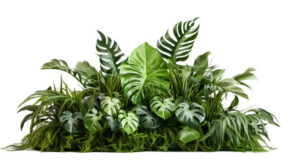 Green Leaves of Tropical Plants Bush Isolated on transparent background, (PNG).