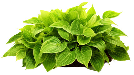 Green Leaves Hostal Plant Isolated on transparent background, (PNG).