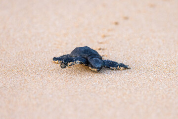 Olive Ridley Sea Turtle hatching on beach and struggling to the sea on Mirissa Beach, Sri Lanka