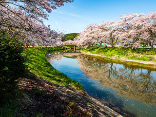 満開の桜並木が春爛漫