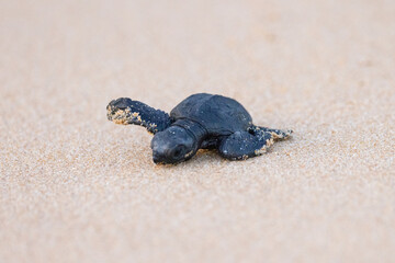 Olive Ridley Sea Turtle hatching on beach and struggling to the sea on Mirissa Beach, Sri Lanka
