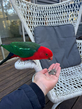 Feeding Aussie King Parrot
